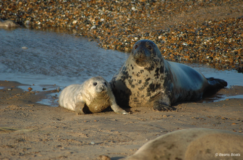 Seals by Beans Boats